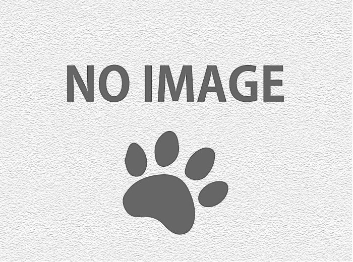 魔法使いの弟子 Archive ジョニー デップ ニュース Jd News